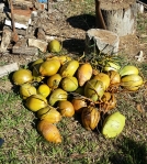 cocounuts